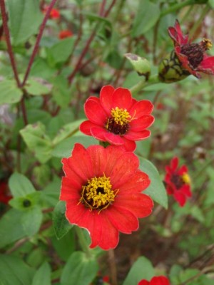 Zinnia peruviana1.jpg