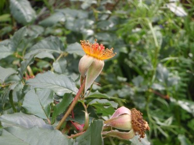 Westerland verblüht1.jpg