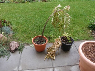 eingezogene Pflanzen1.jpg