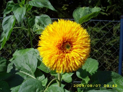 Sonnenblume.JPG