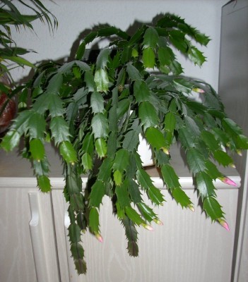 Schlumbergera truncata.jpg