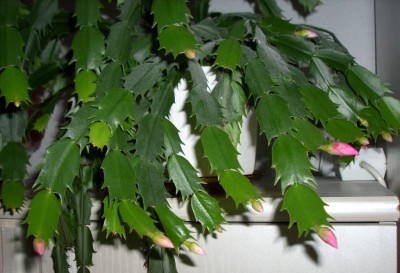 Schlumbi Knospen.jpg