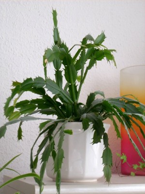 Schlumbergera truncata (am 30.05.2009).jpg