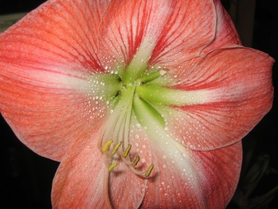 Amaryllis mit Tropfen.jpg