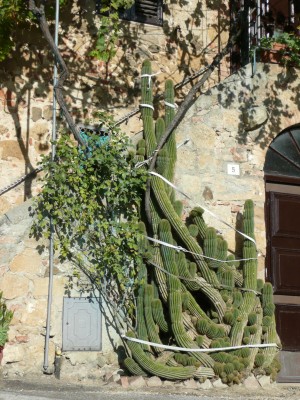 Toskana-Kaktus.jpg