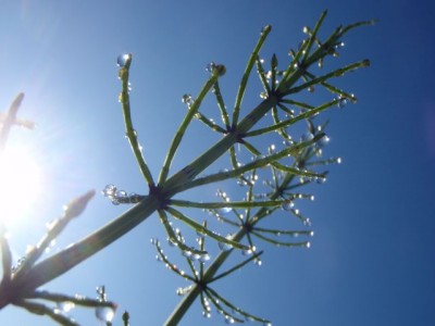 Equisetum1.jpg