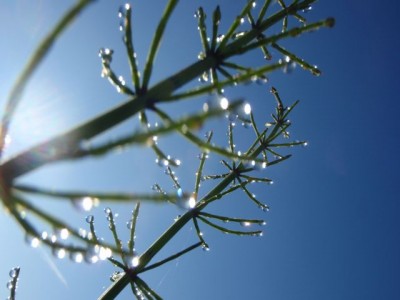 Equisetum zweite Einstellung.jpg