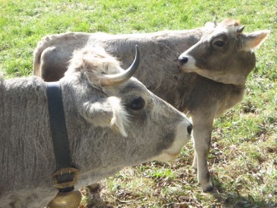 Tiroler Grauvieh1.jpg