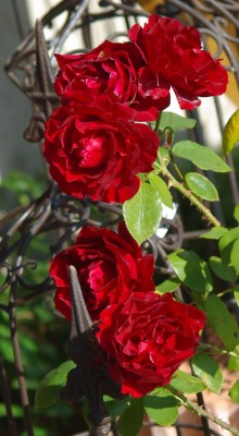 IMGP3895.JPG