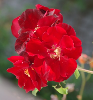 IMGP3648.JPG