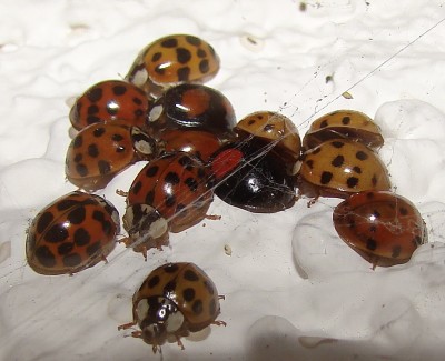 01.11.2009 wintergäste.jpg