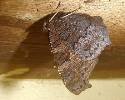 01.11.2009 wintergast.jpg