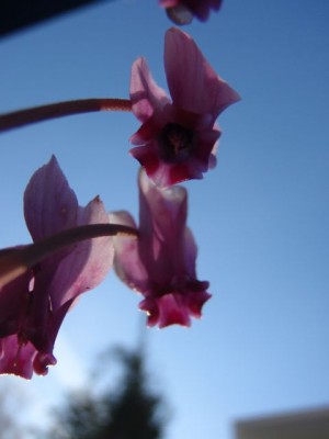 Cyclamen hederifolium1.jpg