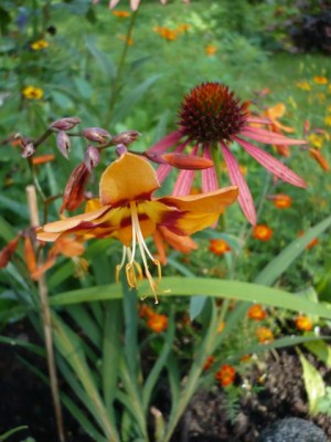 Crocosmia Emily Mackenzie1.jpg