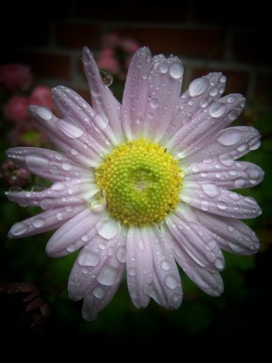Chrysantheme.jpg