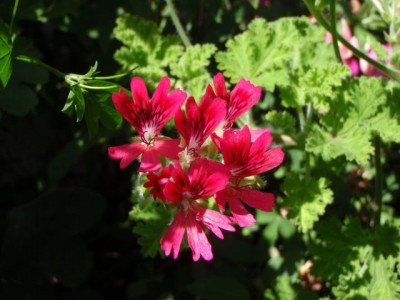 Pelargonium Concolor Lace Pfefferpelargonie1.jpg