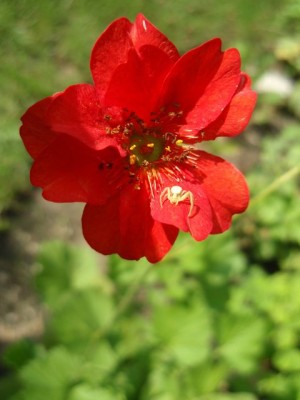 geum mit Krabbenspinne1.jpg