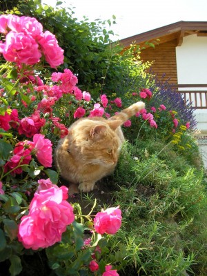 Gina mit Rose Heidetraum1.jpg