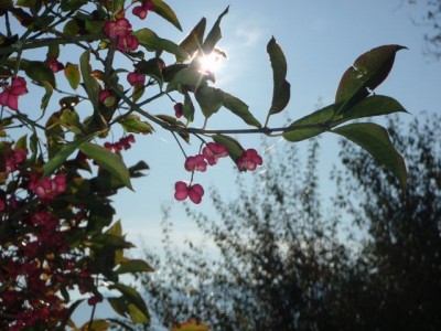 Euonymus europaeus sonne1.jpg