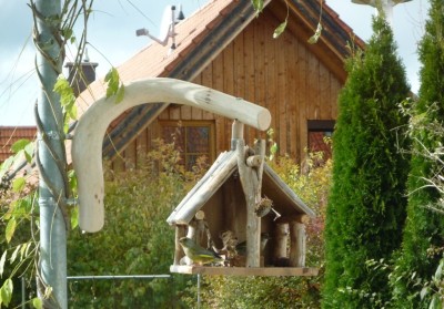 Grünfink oder Gelbfink.JPG