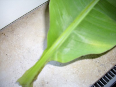 DSCI0784.JPG
