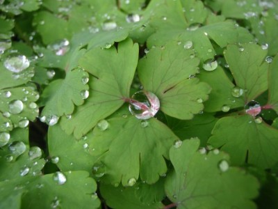 Aquilegia flabellata1.jpg