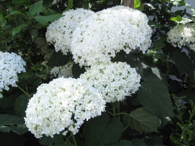 blüte.jpg