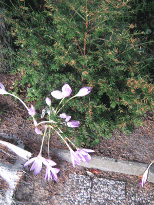 IMG_3012.gif