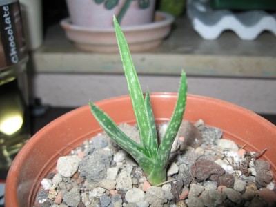 Aloe.jpg