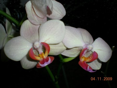 DSCN59360001.JPG