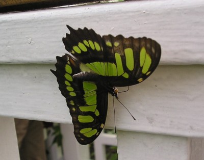 P1010017_01.jpg