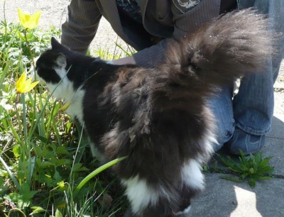 Tulipa sylvestris und Katze1144 21.jpg