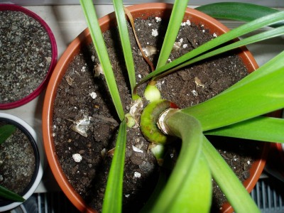 Amaryllis mit Brutzwiebeln.JPG