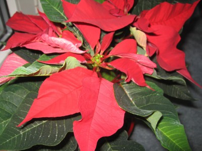Weihnachtsstern.jpg