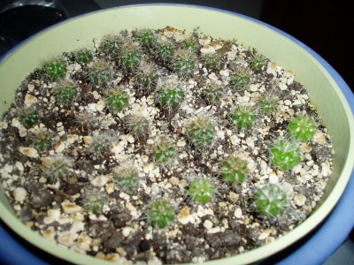 Echinopsis-Hybriden.JPG