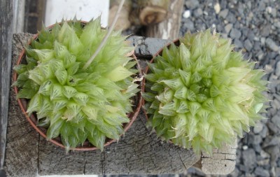 BILD0099.JPG