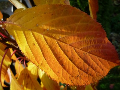 Blatt der Säulenzierkirsche.JPG