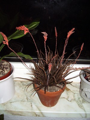 Aloe bellatula.JPG