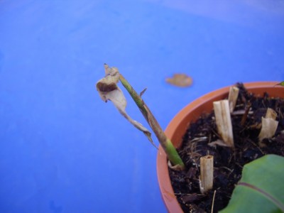 IMGP2373.jpg