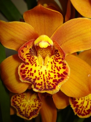 Cymbidium nah.jpg