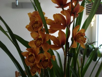 Cymbidium Blüten.jpg