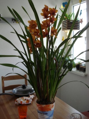 Cymbidium.jpg