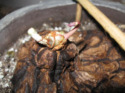 Dioscorea mexicana.jpg