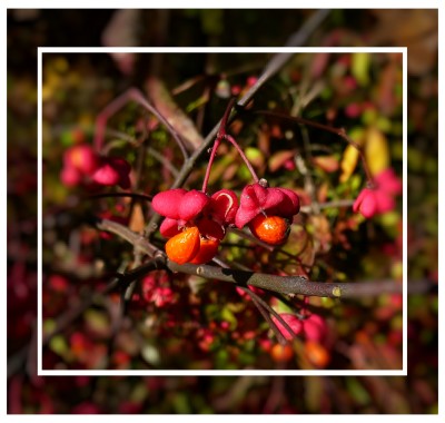 2009-11-06 834klein.jpg