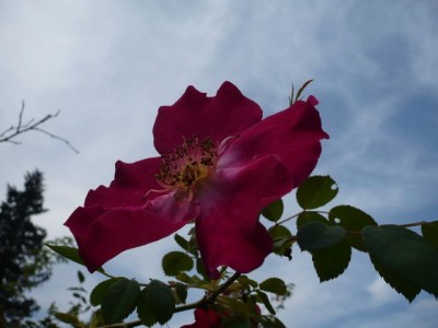 Wildrose1.jpg