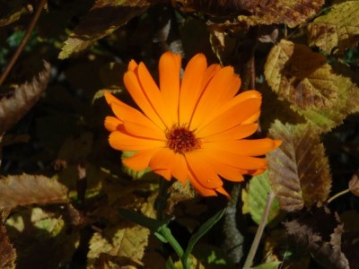 Ringelblumen1.jpg