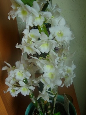 Dendrobium nobile.JPG