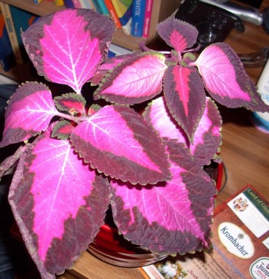 DSCI0468.JPG