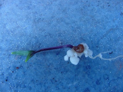 evtl Datura mit Samen.jpg