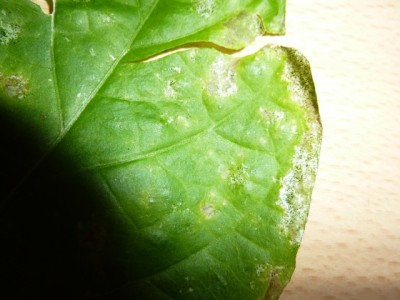 Habanero_04.jpg